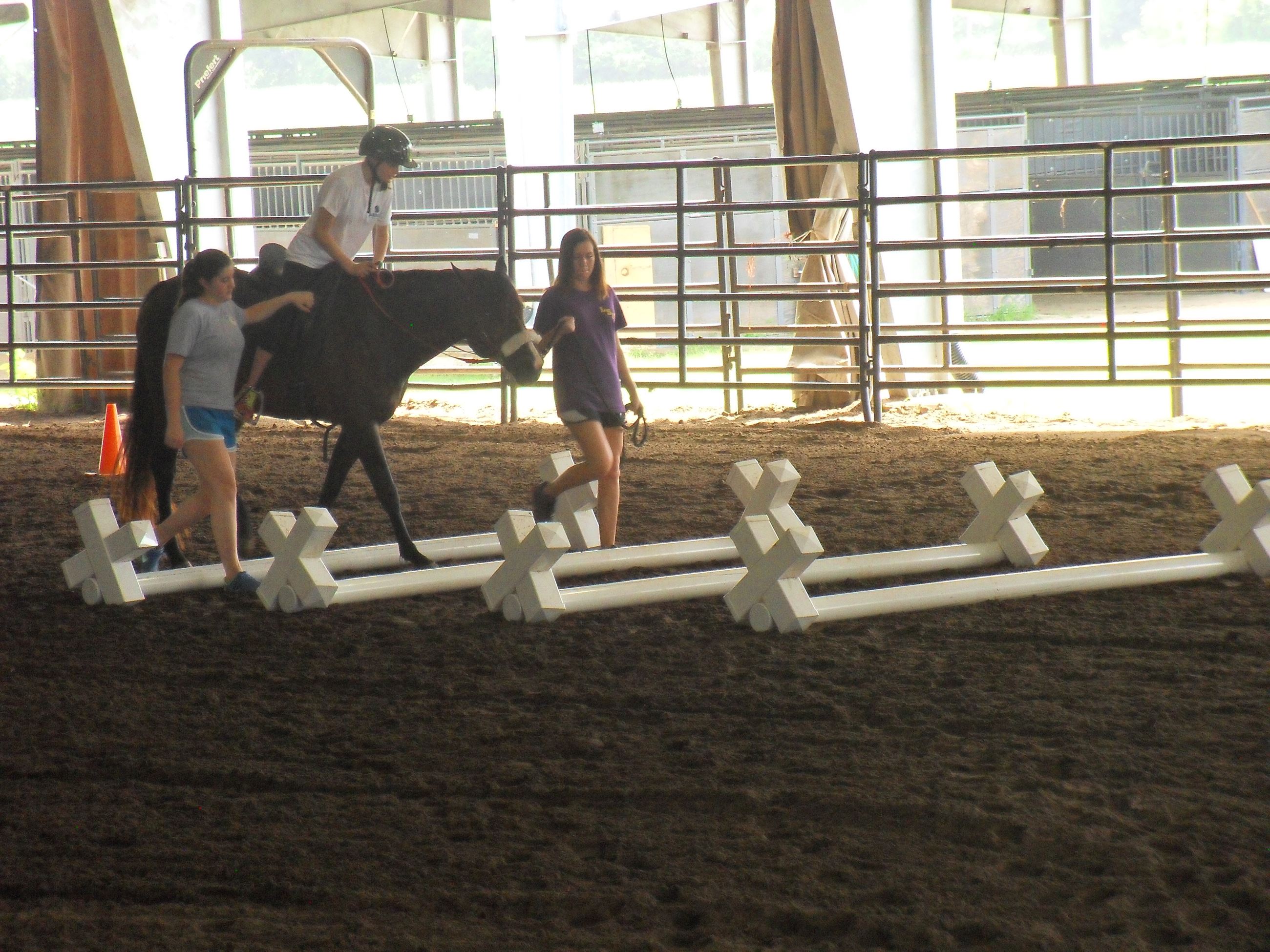 Horse trotting over wood